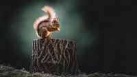 Lichtspiel und Leben: Eichhörnchen in der Dämmerung