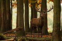 Bronze Red Deer in forest landscape during autumn