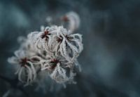 Clematis vitalba on a frosty winter's day