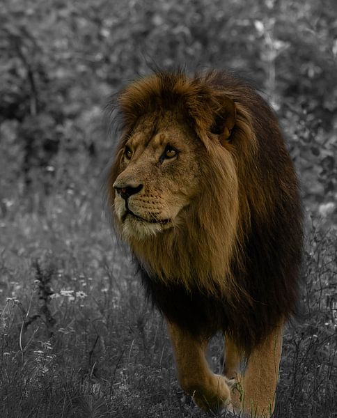 Löwe auf der Jagd schwarz und mit Auflage von Wouter Van der Zwan