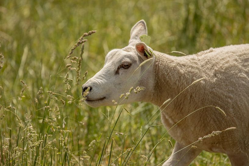 Schafe im hohen Gras von Tanja van Beuningen
