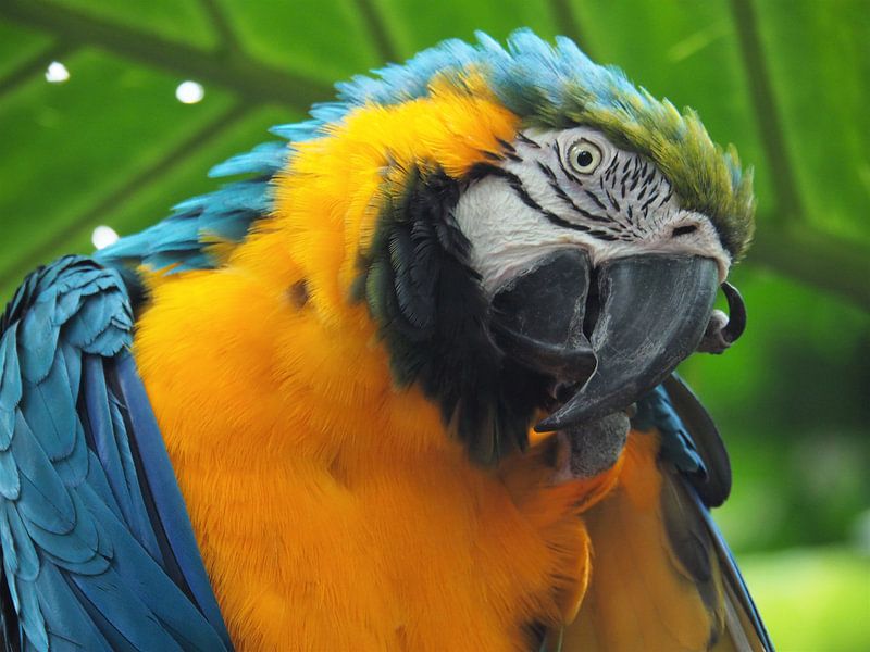 Blauw-gele Ara von Justin van Schaick