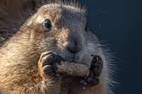 Frontansicht eines fressenden Präriehundes