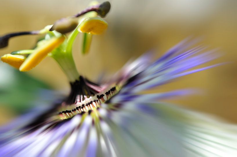 Passiflore by Martine Affre Eisenlohr