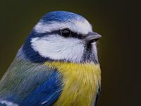 Portrait of a Blue Tit