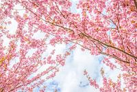 Japanische Kirschblüten