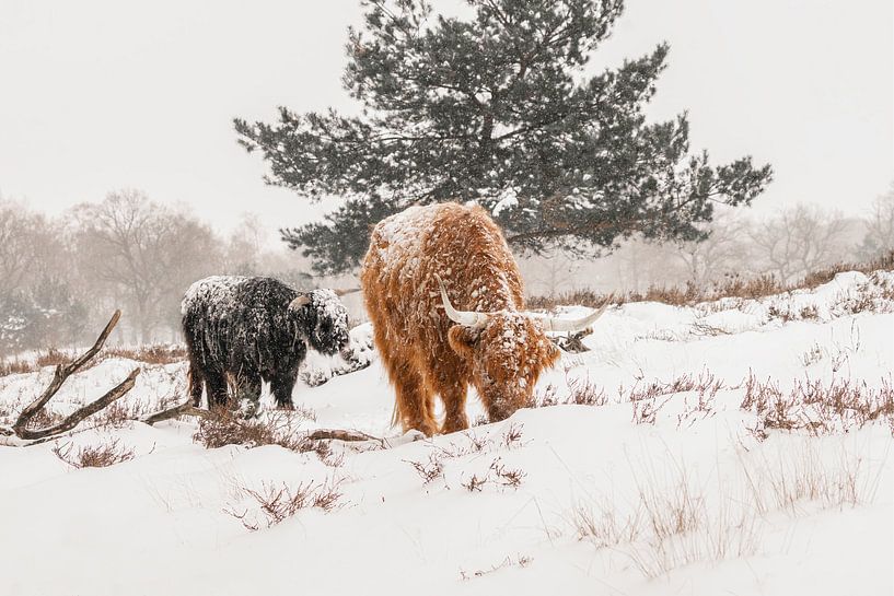 Scottish Highlanders in the snow. by Albert Beukhof