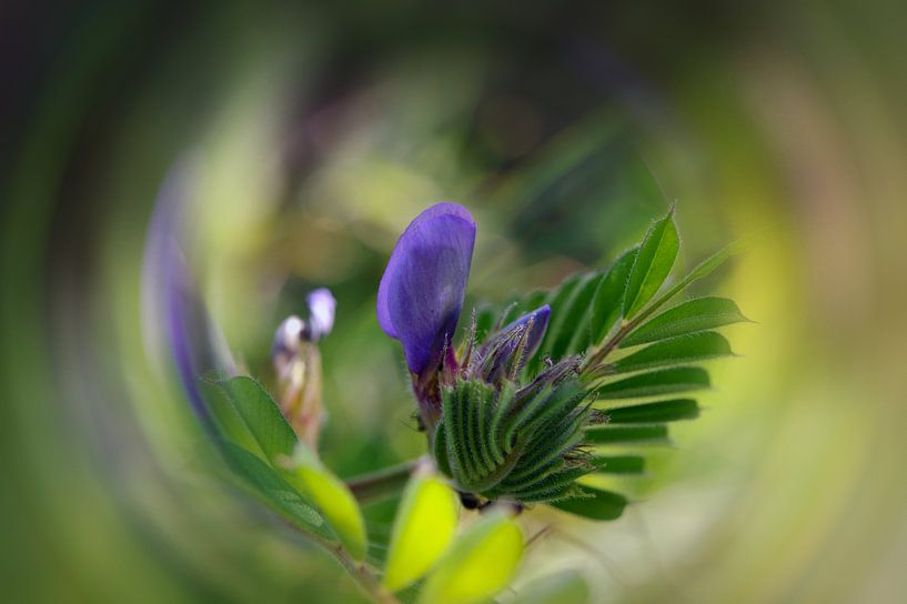 Ivresse von Martine Affre Eisenlohr