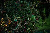 Collar parakeet among berries