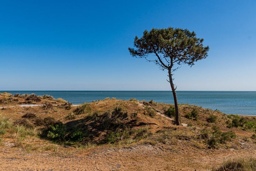Vue d'un arbre et de la mer depuis Terschelling par Merijn Loch