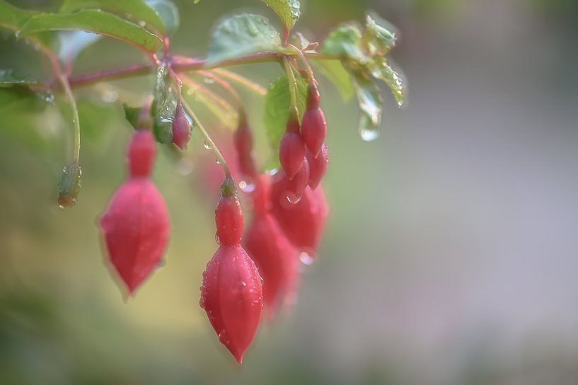 fuchsia microphylla by Tania Perneel