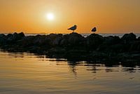 Coucher de soleil sur le Grevelingen avec des mouettes sur un brise-lames