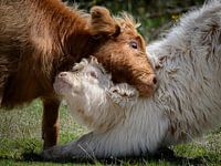 Playing Scottish Highlanders