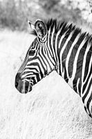 Uganda Zebra
