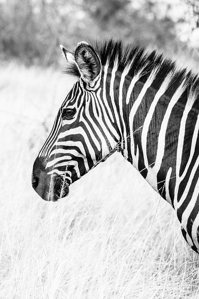 Uganda Zebra von Sander RB