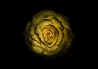 Fleurs du jardin 85 Version couleur