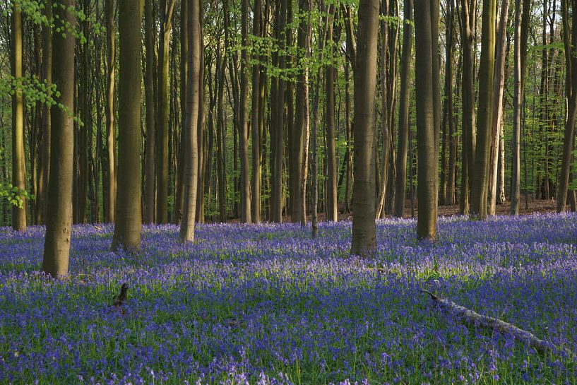 Lente in het bos par Michel van Kooten