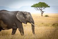Elefant in der Serengeti
