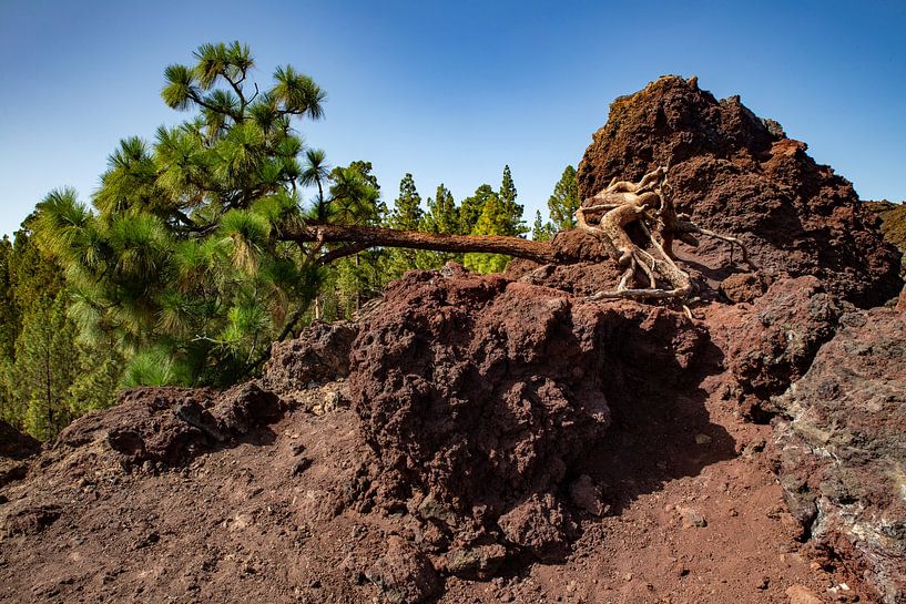 Tenerife by Dennis Eckert