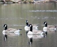 Nijlgansen in het meer