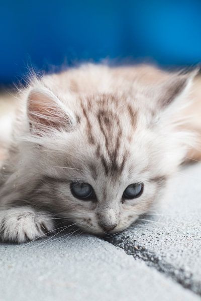 A little Sweetheart by Kimberly de Pater