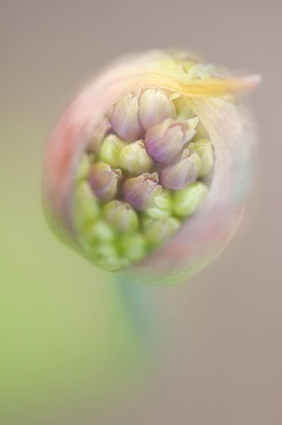 Birth of Beauty von Andrea Gulickx