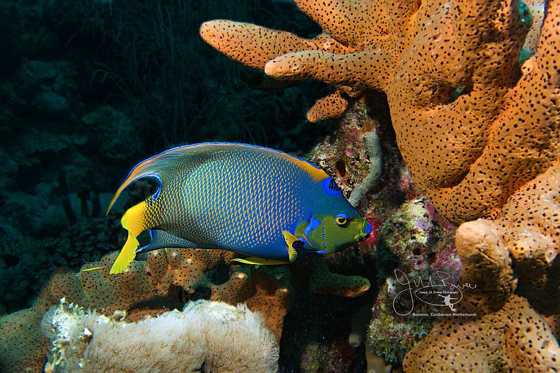 Queen Angelfish Silhouette, Bonaire by Joseph M. Bowen Photography