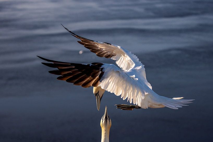 Basstölpel von Marco Kost