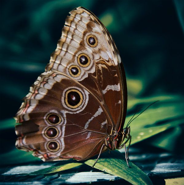 Butterfly: Morpho Peleides by Guido Heijnen