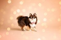 Chihuahua mit Fliege, im Atelier, in Weihnachtsstimmung