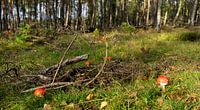 Mushroom circle in the forest