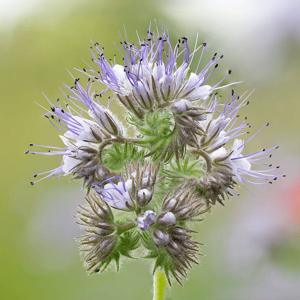 Phacelia Blume von Lex van Doorn