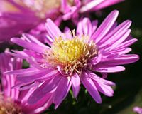 Pink, almost finished flowering, flower