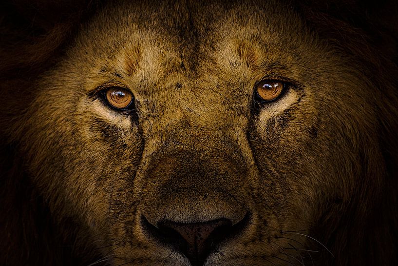 You've got the look von jowan iven