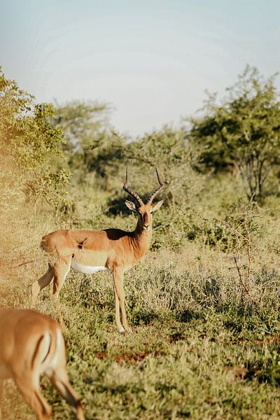 Impale in South Africa by Leen Van de Sande