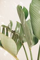 Strelitzia Nicolai au soleil - Couleur