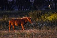 Le cheval pendant l'heure d'or 
