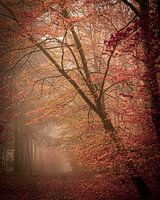 Schräger Baum über dem Waldweg