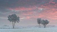 Trees with frost in the sunset