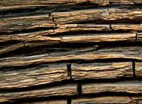 Weathered tree bark of ancient bog oak, driftwood, wood texture