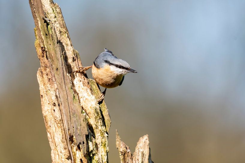 Kleiber von Merijn Loch