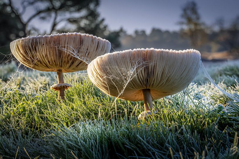 Morgendämmerung 1 von Jos Voormolen