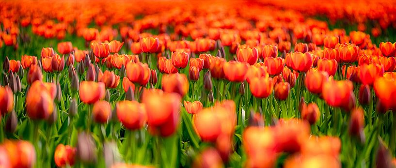 Orange Love von Alex Hiemstra