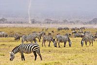 Weidende Zebras im Amboseli Nationalpark (Kenia)