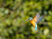 Kingfisher en vol secoué lors d'une partie de pêche