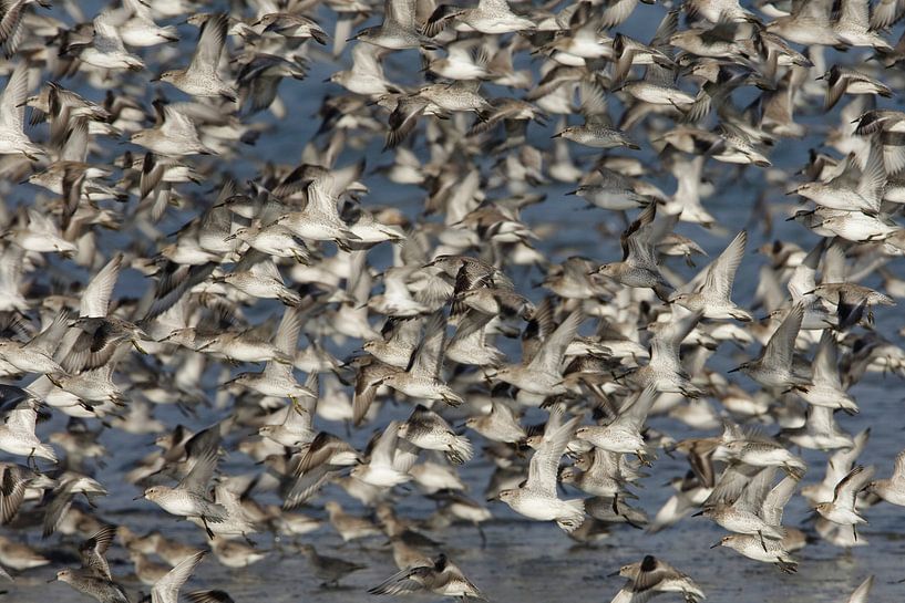 Große Gruppe von Kanus im Flug. von AGAMI Photo Agency