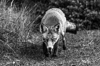 Fox in the Amsterdam Water Supply Dunes