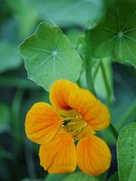 Nasturtium