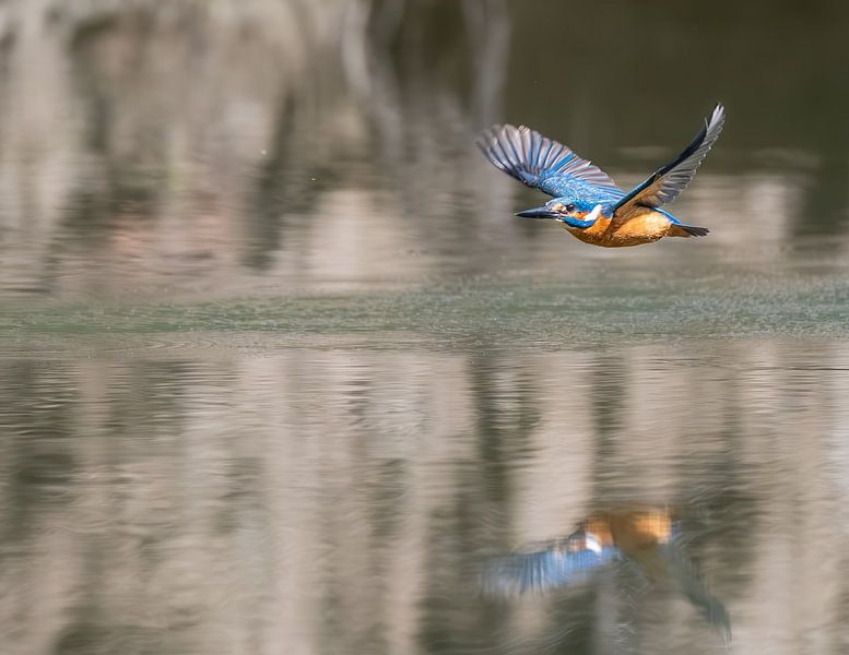 Kingfisher in flight by Lies Bakker