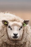 Schaap 't Roegwold Slochteren